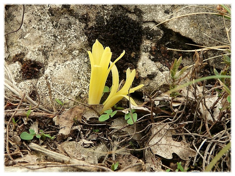 Sternbergia colchiciflora / Zafferanastro appenninico